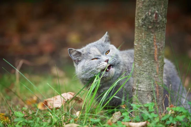 Eating Grass