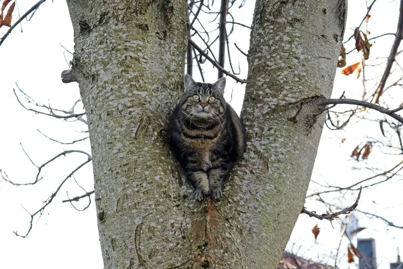 Stuck Up A Tree