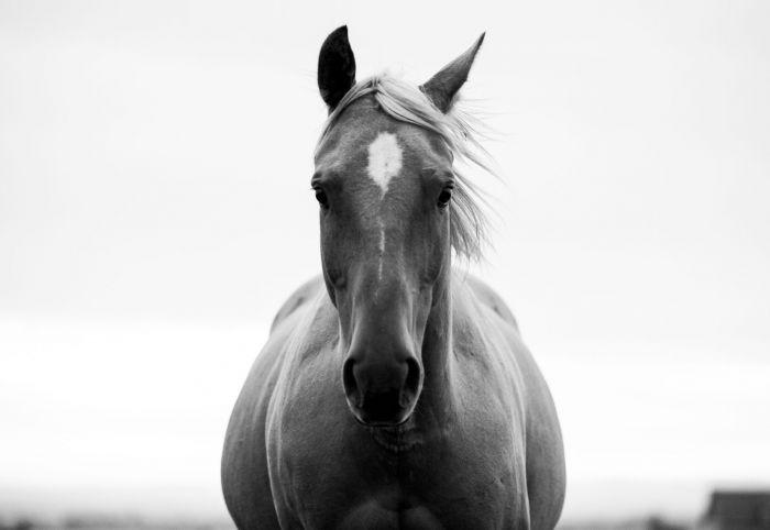 Horses Can Be Omnivores If Hungry Enough And Are Known To Eat Baby Birds