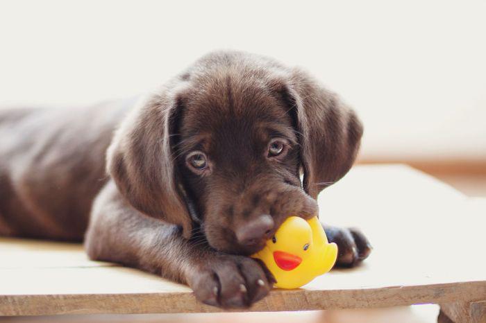 Dog Toys Squeak So They Can Hack Into The Hunting Instincts Of Your Pet, The Squeaking Sounds Like A Dying Or Injured Small Animal To A Dog