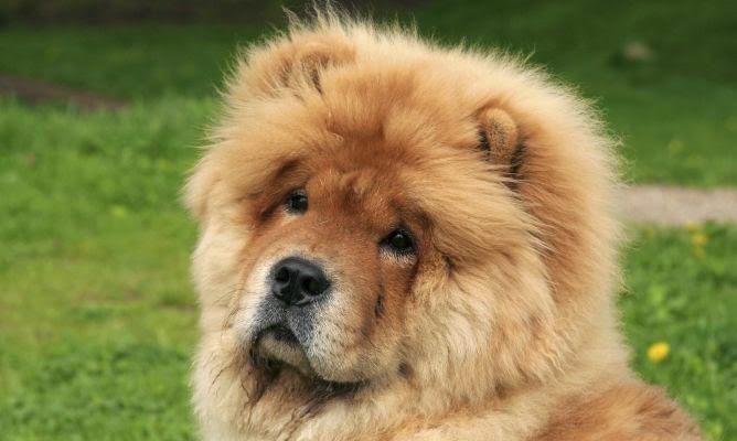 Chow Chow