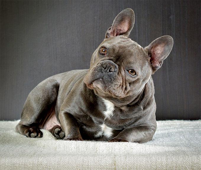 French Bulldog