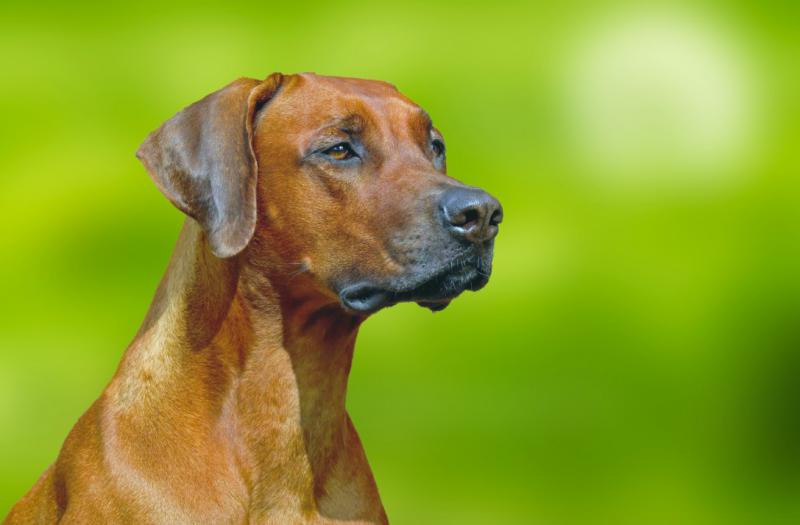 Rhodesian Ridgeback