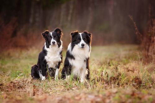 Border Collie