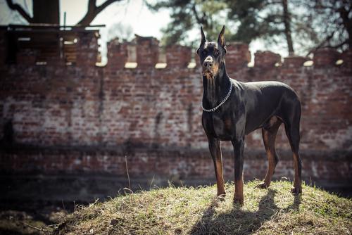 Doberman Pinscher