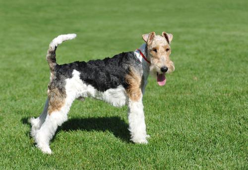 Wire Fox Terrier