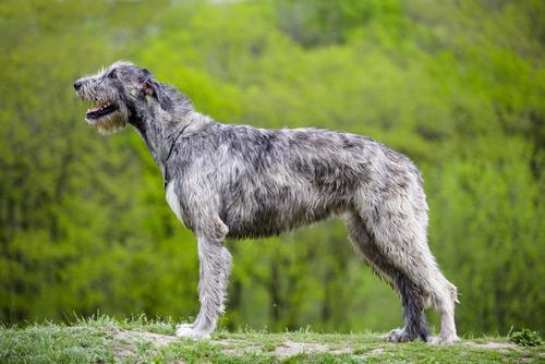 Irish Wolfhound