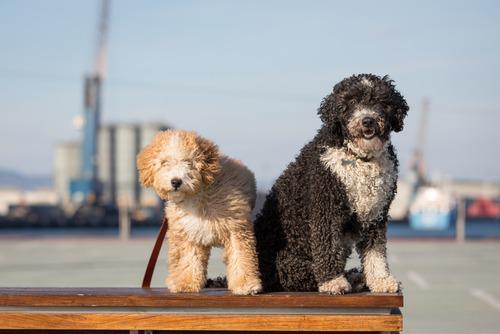 Spanish Water Dog