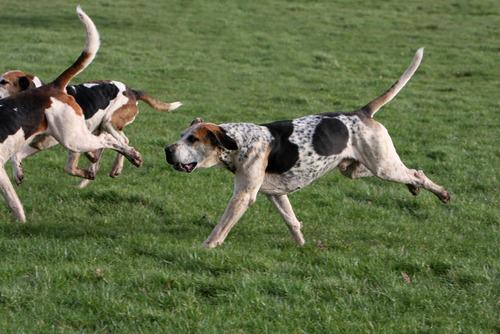 English Foxhound