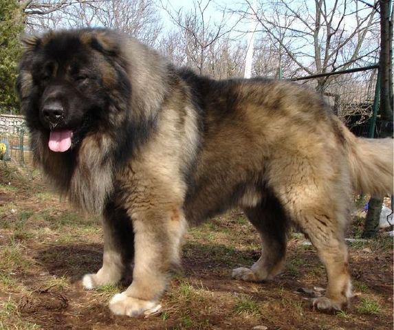 Caucasian Shepherd