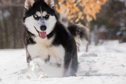 Siberian Husky