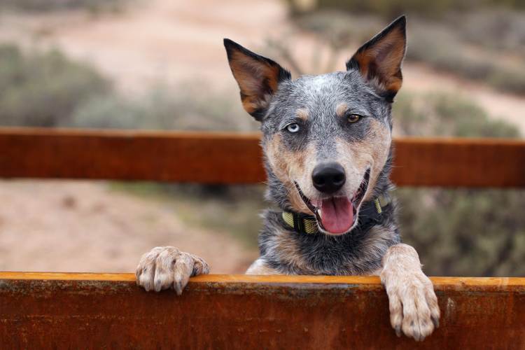 #10. Australian Cattle Dog