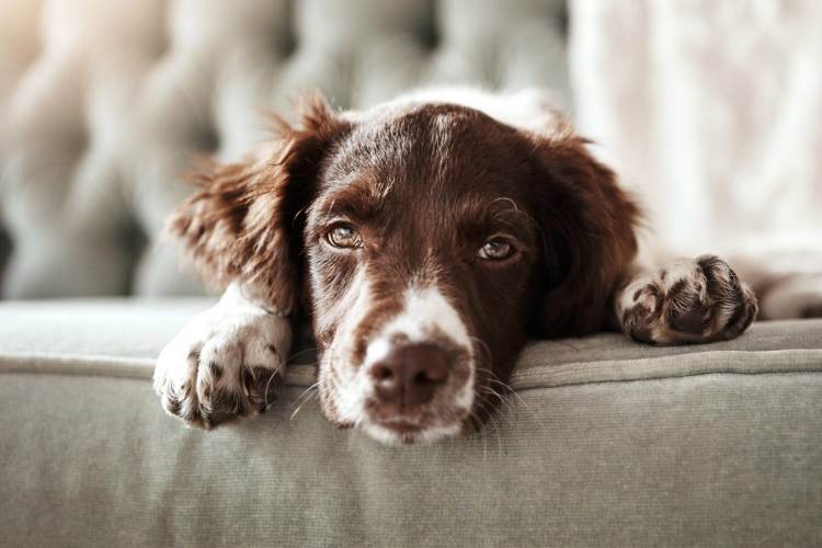 #13. English Springer Spaniel