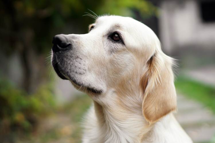 #4. Golden Retriever