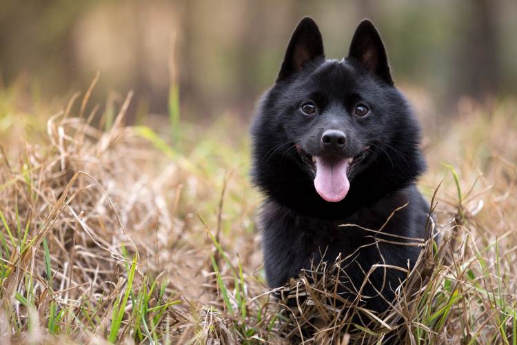 #15. Schipperke