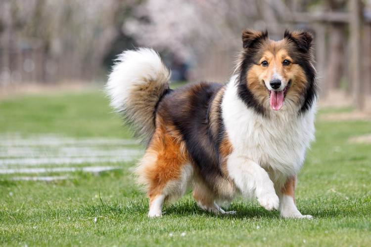 #6. Shetland Sheepdog